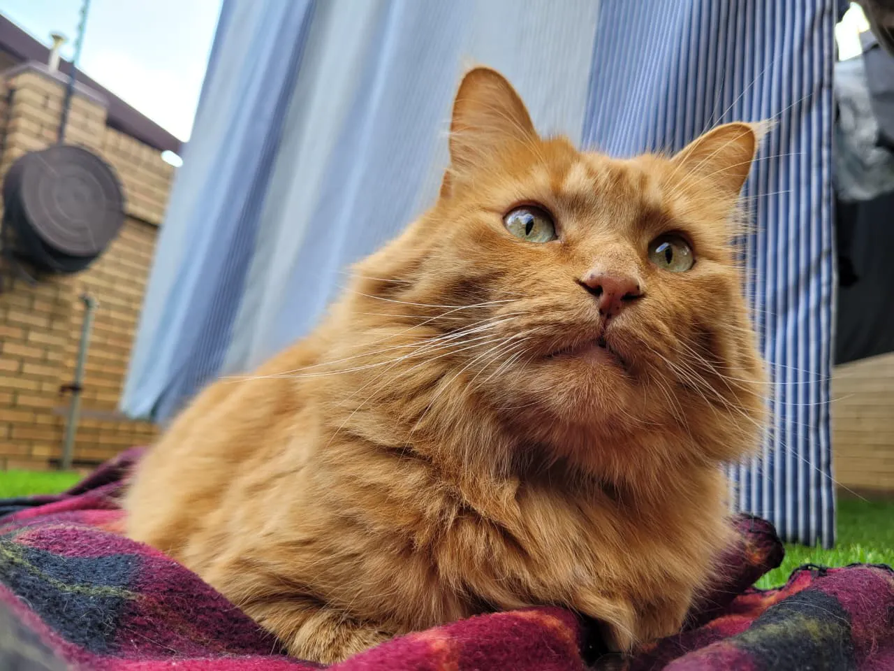 Dexter, a relaxed ginger cat enjoying time at home