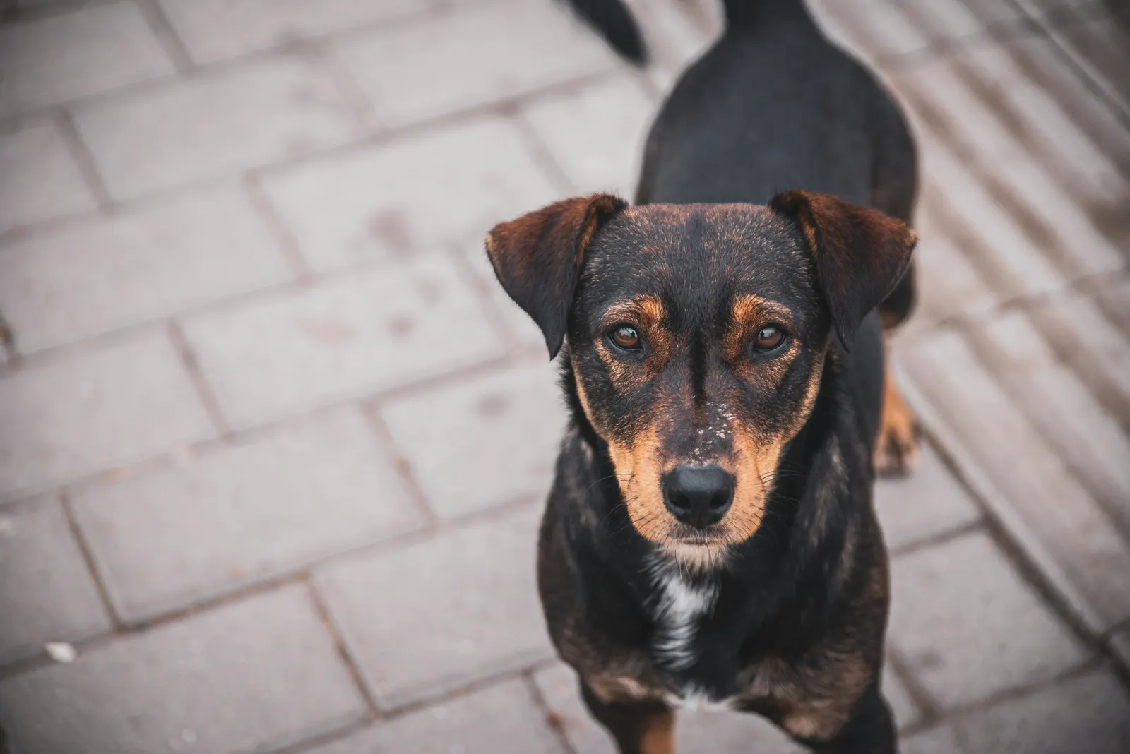 Small dog looking up during a visit